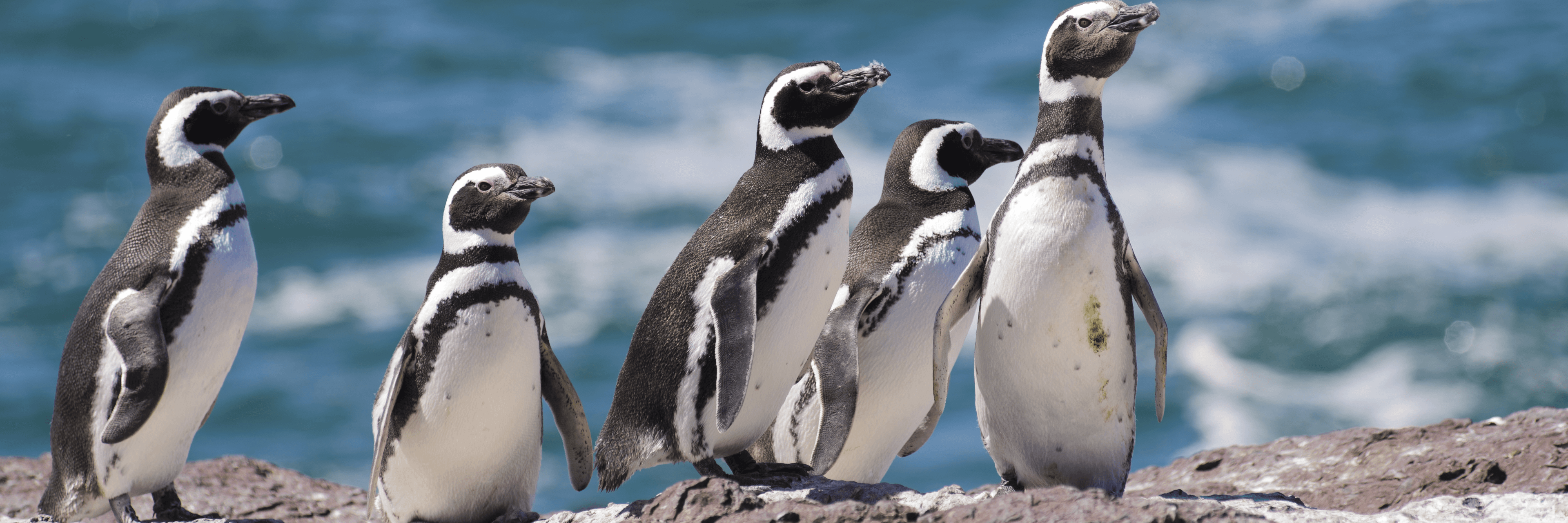 Exclusive Offer: Canadian Dollars at Par + up to $450 Shipboard Credit & Free Beverage Package - background banner